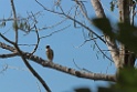 Laughing Falcon [2438] 21-jul-2012 (NP Manu, Atalaya)