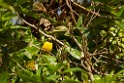 Orange-bellied Euphonia [2357] 21-jul-2012 (NP Manu, Cock of the Rock Lodge)