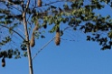 Oropendola nest [2447] 21-jul-2012 (NP Manu, Atalaya)
