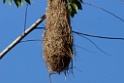 Oropendola nest [2448] 21-jul-2012 (NP Manu, Atalaya)