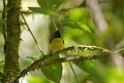 Slate-throated Redstart [2379] 21-jul-2012 (NP Manu, Atalaya)