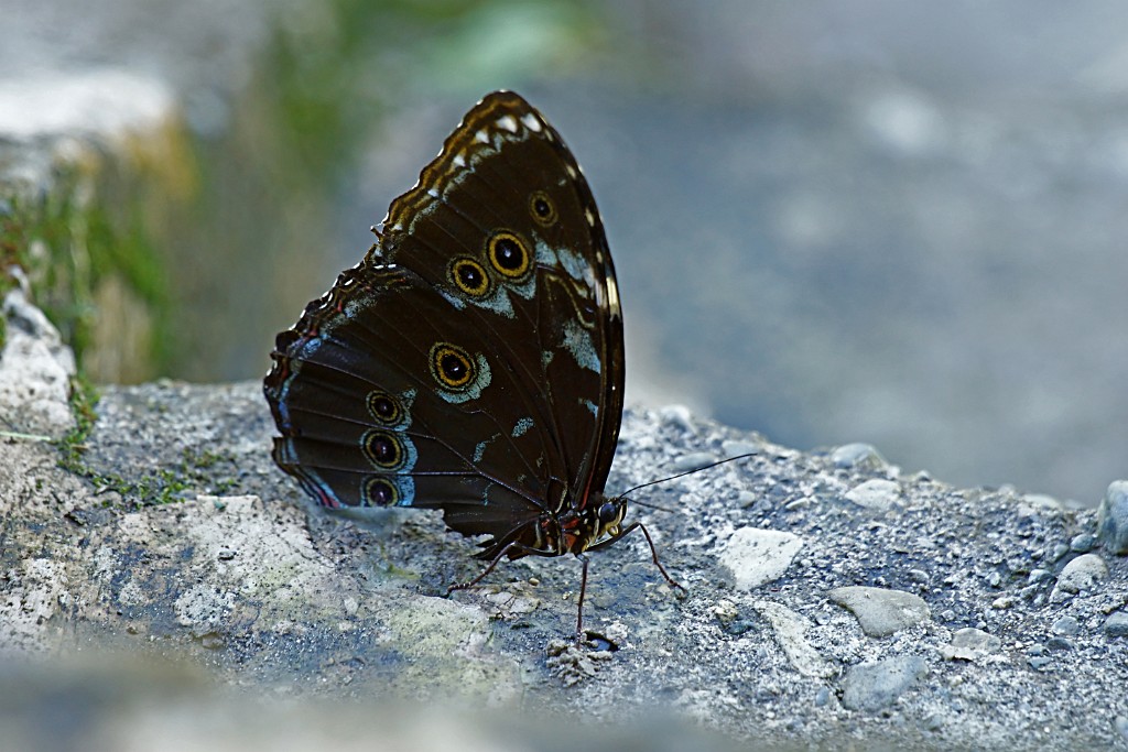 Vlinder [2666] 22-jul-2012 (NP Manu, Amazonia Lodge).jpg - Vlinder [Lepidoptera sp.]
