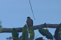 Double-toothed Kite [2559] 22-jul-2012 (NP Manu, Amazonia Lodge)
