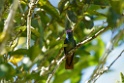 Golden-tailed Sapphire [2665] 22-jul-2012 (NP Manu, Amazonia Lodge)