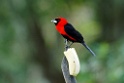Masked Crimson Tanager [2490] 22-jul-2012 (NP Manu, Amazonia Lodge)