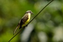 Social Flycatcher [2660] 22-jul-2012 (NP Manu, Amazonia Lodge)