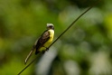 Social Flycatcher [2662] 22-jul-2012 (NP Manu, Amazonia Lodge)