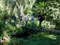 Trail [2632] 22-jul-2012 (NP Manu, Amazonia Lodge)