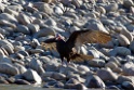 Turkey Vulture [2724] 22-jul-2012 (NP Manu, Pantiacolla Lodge)