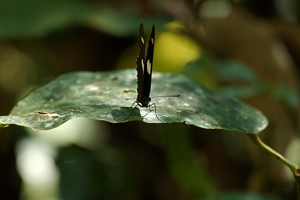 Vlinder [2808] 23-jul-2012 (NP Manu, Pantiacolla Lodge).jpg - Vlinder [Lepidoptera sp.]