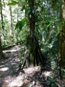 Jungle [2807] 23-jul-2012 (NP Manu, Pantiacolla Lodge)