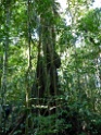 Jungle [2822] 23-jul-2012 (NP Manu, Pantiacolla Lodge)