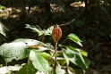 Plant [2799] 23-jul-2012 (NP Manu, Pantiacolla Lodge)