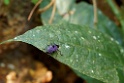 Purple Pleasing Fungus Beetle [2792] 23-jul-2012 (NP Manu, Pantiacolla Lodge)