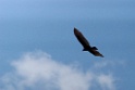 Black Vulture [2905] 24-jul-2012 (NP Manu, Amazon Manu Lodge)