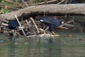 Great Black-Hawk [2936] 24-jul-2012 (NP Manu, Amazon Manu Lodge)