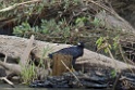 Great Black-Hawk [2937] 24-jul-2012 (NP Manu, Amazon Manu Lodge)