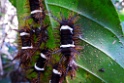 Slug caterpillar [2874] 24-jul-2012 (NP Manu, Pantiacolla Lodge)