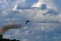 Swallow-tailed Kite [2944] 24-jul-2012 (NP Manu, Amazon Manu Lodge)