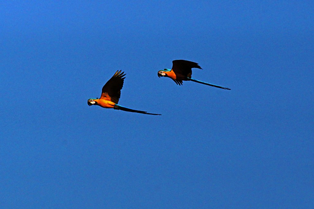 Blue-and-yellow Macaw [3026] 25-jul-2012 (NP Manu, Amazon Manu Lodge).jpg - Blauwgele Ara [Ara ararauna]