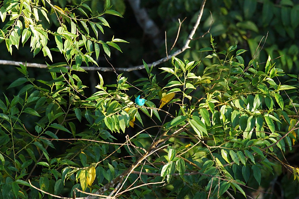 Green Honeycreeper [3015] 25-jul-2012 (NP Manu, Amazon Manu Lodge).jpg - Groene Suikervogel [Chlorophanes spiza]