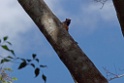 Andean saddle-back tamarin [3072] 25-jul-2012 (NP Manu, Amazon Manu Lodge)