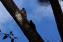 Andean saddle-back tamarin [3073] 25-jul-2012 (NP Manu, Amazon Manu Lodge)