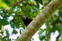 Andean saddle-back tamarin [3077] 25-jul-2012 (NP Manu, Amazon Manu Lodge)