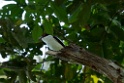 Black-tailed Tityra [3047] 25-jul-2012 (NP Manu, Amazon Manu Lodge)