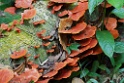 Cinnabar-red polypore [3102] 25-jul-2012 (NP Manu, Amazon Manu Lodge)
