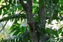 Long-tailed Woodcreeper [3107] 25-jul-2012 (NP Manu, Amazon Manu Lodge)