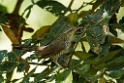 Thrush-like Wren [3086] 25-jul-2012 (NP Manu, Amazon Manu Lodge)