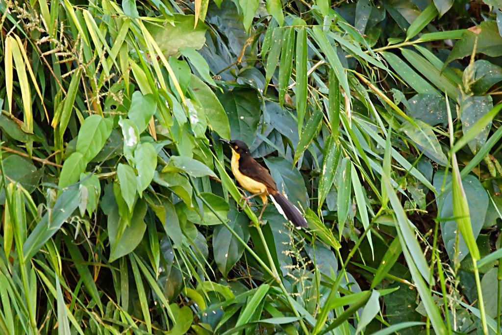 Black-capped Donacobius [3371] 26-jul-2012 (NP Manu, Oxbow Lake).jpg - Zwartkopdonacobius [Donacobius atricapilla]