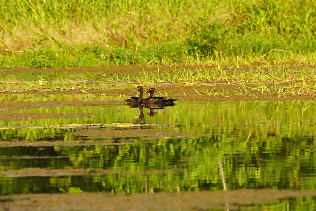 Muscovy Duck [3261] 26-jul-2012 (NP Manu, Oxbow Lake).jpg - Muskuseend [Cairina moschata]