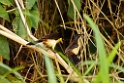 Black-capped Donacobius [3372] 26-jul-2012 (NP Manu, Oxbow Lake)