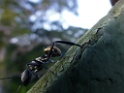 Bullet Ant [3133] 26-jul-2012 (NP Manu, Amazon Manu Lodge)