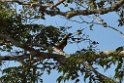 Golden-collared Toucanet [3149] 26-jul-2012 (NP Manu, Amazon Manu Lodge)