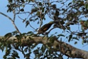 Golden-collared Toucanet [3151] 26-jul-2012 (NP Manu, Amazon Manu Lodge)