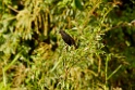 Pale-eyed Blackbird [3265] 26-jul-2012 (NP Manu, Oxbow Lake)