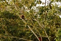 Red Howler Monkey [3289] 26-jul-2012 (NP Manu, Oxbow Lake)
