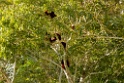 Red Howler Monkey [3292] 26-jul-2012 (NP Manu, Oxbow Lake)