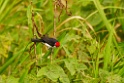 Red-capped Cardinal [3231] 26-jul-2012 (NP Manu, Oxbow Lake)