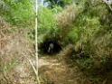 Trail [3184] 26-jul-2012 (NP Manu, Amazon Manu Lodge)