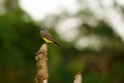 Tropical Kingbird [3361] 26-jul-2012 (NP Manu, Oxbow Lake)
