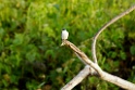 White-winged Swallow [3340] 26-jul-2012 (NP Manu, Oxbow Lake)