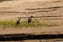Orinoco Goose [3517] 27-jul-2012 (NP Manu, Amazon Manu Lodge)