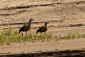 Orinoco Goose [3518] 27-jul-2012 (NP Manu, Amazon Manu Lodge)