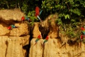 Red-and-green Macaw [3460] 27-jul-2012 (Clay lick, Tambo Blanquillo)
