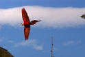 Red-and-green Macaw [3484] 27-jul-2012 (Clay lick, Tambo Blanquillo)
