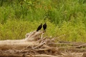 Black Vulture [3559] 28-jul-2012 (NP Manu, Rio Madre de Dios)
